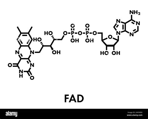 Flavin adenine dinucleotide fad molecule Stock Vector Images - Alamy