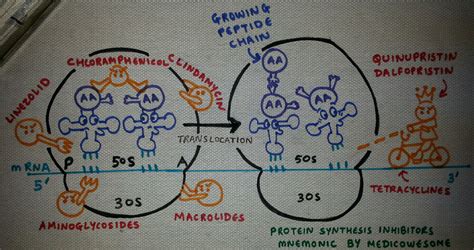 Medicowesome: Mechanism of action of antibiotics (Protein synthesis ...