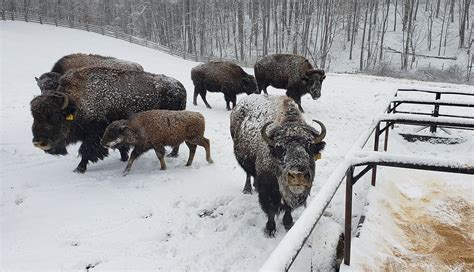 What Do Bison Do During the Winter?