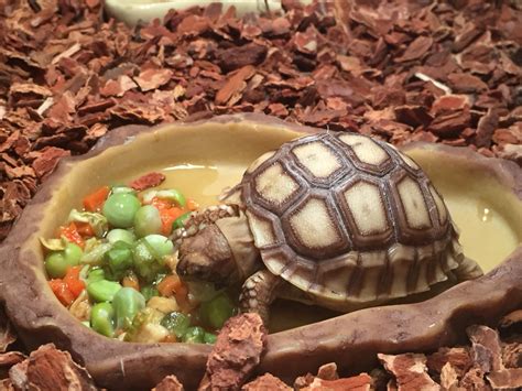 How to Care for Your Sulcata Tortoise - PetHelpful