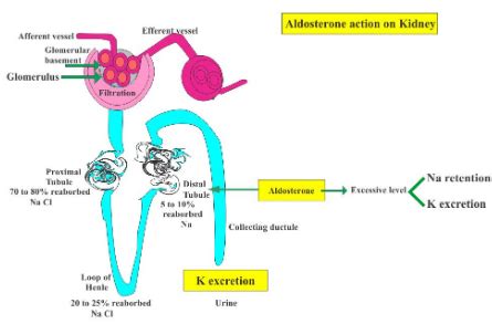 12 Difference Between Anti-Diuretic Hormone (ADH) And Aldosterone ...