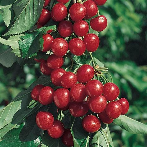 Starkrimson® Sweet Cherry Tree - Stark Bro’s