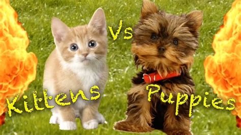 Kittens Vs Puppies | FunnyCat.TV