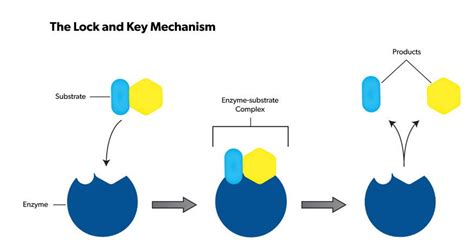 Lock And Key Enzyme - slidesharetrick