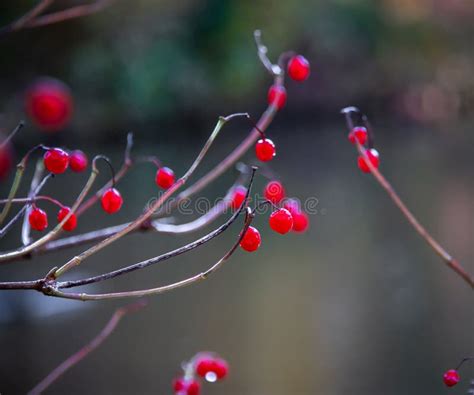 Red berry plant stock photo. Image of autumn, tree, macro - 131762570