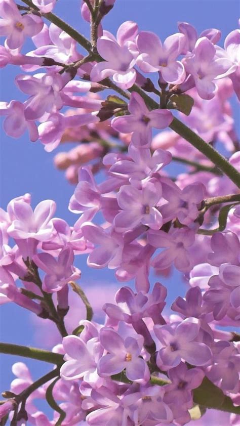 Lovely Lilacs Wallpapers - Wallpaper Cave