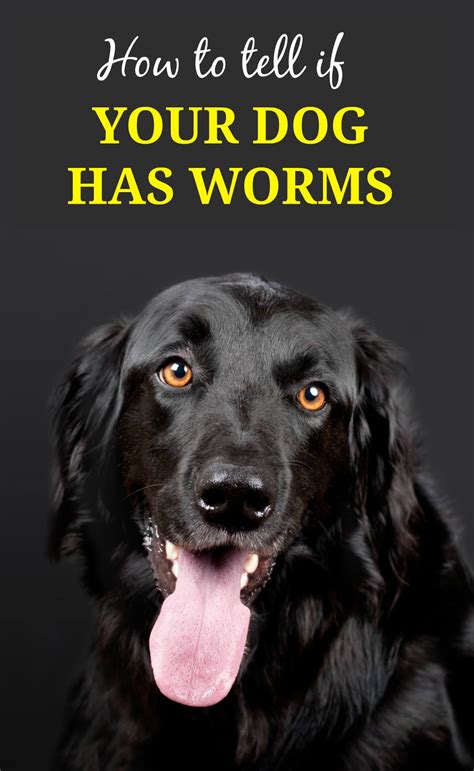 Symptoms of Worms in Dogs - PBS Pet Travel