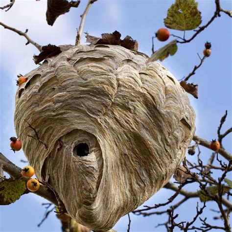 How to Remove a Wasp Nest by Yourself · ExtermPRO