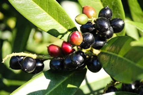 3+ Free Cherry Laurel Berries & Cherry Laurel Photos - Pixabay