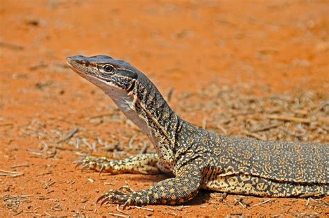 Reptiles of Australian Outback