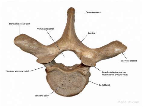 Anatomy of the Thorax → Thoracic Vertebral Column – Meddists.com