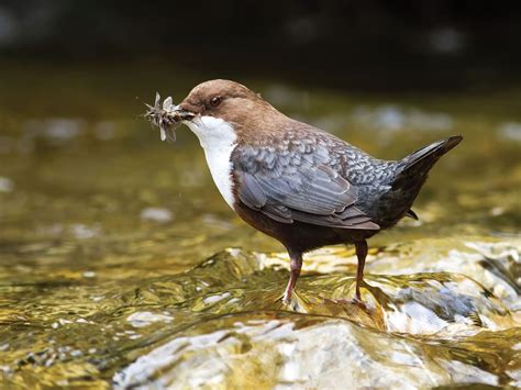 Dipper Bird Facts (Cinclus cinclus) | Birdfact