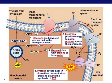 PPT - Cellular Respiration Stage 4: Electron Transport Chain PowerPoint ...