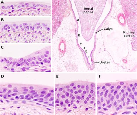 Transitional Epithelium | Introduction, Types & Function