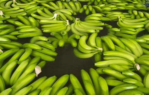 Top 12 facts about Fairtrade bananas - Fairtrade