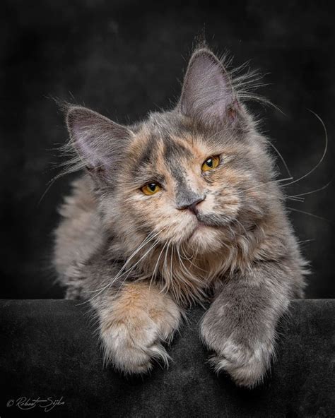 This Maine Coon Kitten's Human-Like Face Is Freaking People Out ...