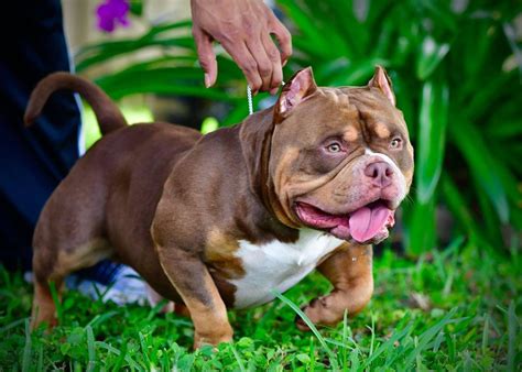 TOP AMERICAN BULLY BLOODLINE- VENOMLINE POCKET BULLIES | Venomline