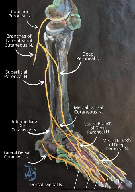 Sciatic Nerve Pathway Anatomy