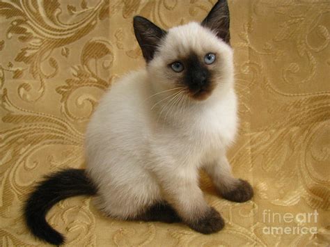 Seal Point Siamese Kittens