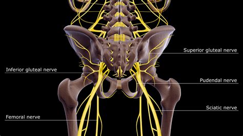 Pudendal Neuralgia | Bucharest Endometriosis Center