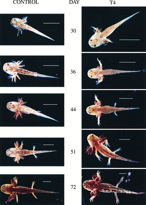 Bad title - Embryology | Axolotl pet, Axolotl, Axolotl care