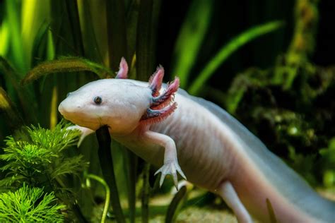 Axolotl Tank Setup: Create the Perfect Habitat