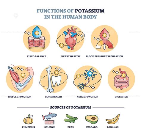 Functions of potassium in human body with sources in food outline ...