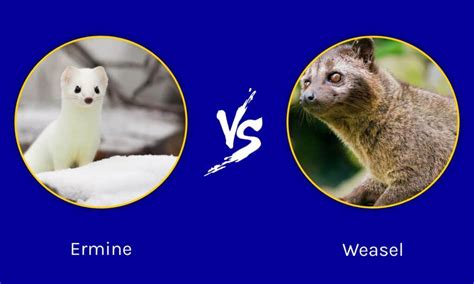 Ermine vs Weasel: 4 Ways They Are Different - Wiki Point