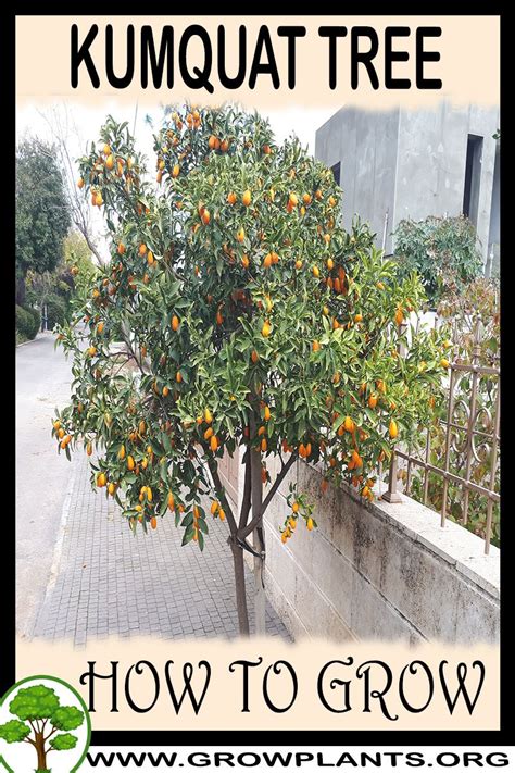 Kumquat tree - How to grow & care