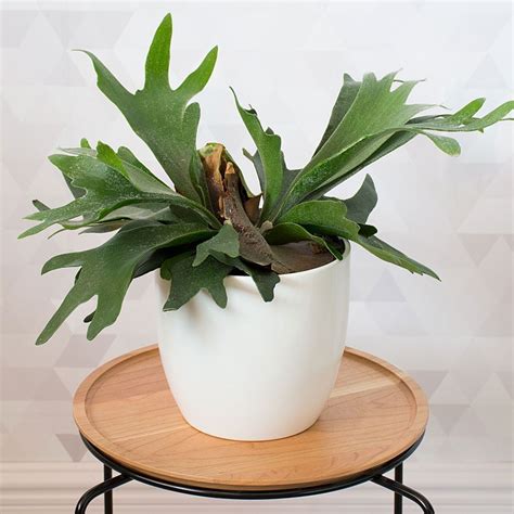 Staghorn Fern | White Flower Farm