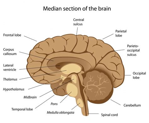 What is the Thalamus? (with pictures)