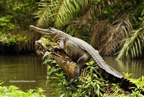 GABON – CENTRAL AFRICAN SLENDER-SNOUTED CROCODILE