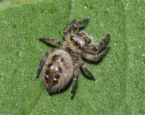 Jumping spider - Phidippus princeps - BugGuide.Net