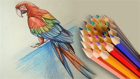 Parrot Pencil Drawing at PaintingValley.com | Explore collection of ...