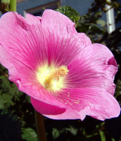 Alcea Pink Bright Garden Flower - Free photo on Pixabay - Pixabay