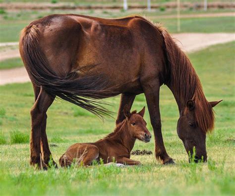 Baby Horses for Sale