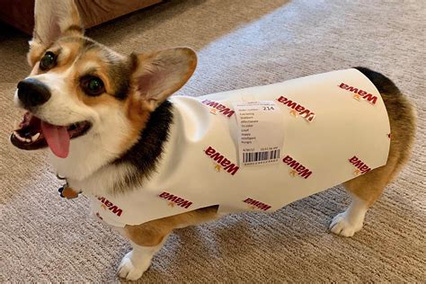 This Local Corgi Has The Best Halloween Costume Ever