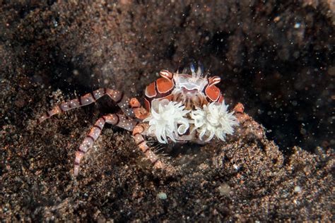 Five Amazing Crab Species • Scuba Diver Life