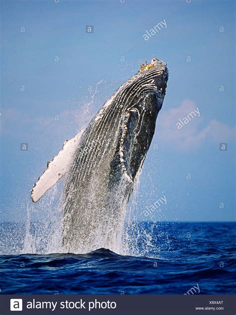 Whale Breaching Stock Photos & Whale Breaching Stock Images - Alamy