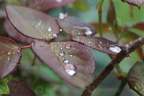 Rain Drops on Leaves 11832878 Stock Photo at Vecteezy