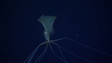 Bigfin Squid: Genus Magnapinna: Windows to the Deep 2021: Southeast U.S ...