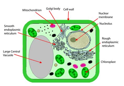 A Level Biology Plant Cell Diagram