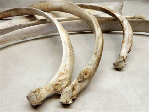 6 Cow Rib Bones / 19 3/4" - 22" long ~ Real animal bone ~ Carving, Cr…