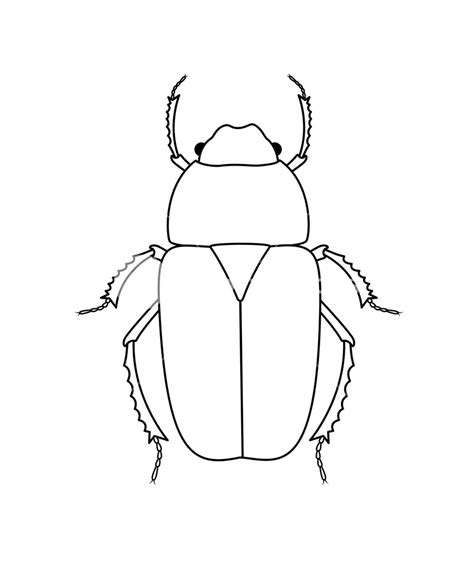 Beetle Art Drawing - Drawing Skill