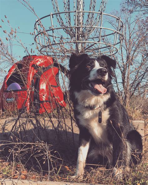 Disc Golf Dog in Training : r/discgolf