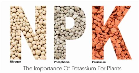 What Does Potassium Do For Plants? Why Do Plants Need Potassium?