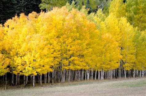 Fascinating Taiga Biome: Taiga Animals and Plants - Science Struck