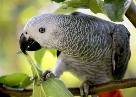 44 African Grey Parrot Facts (Complete Guide) Talkative Congo Grey ...