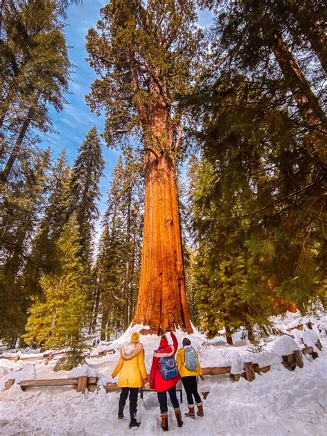 How To Visit Sequoia National Park In the Winter + Huge Area Travel Guide!