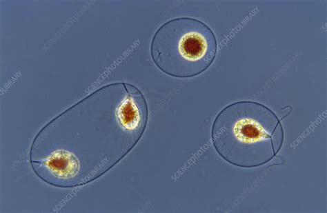 Haematococcus pluvialis - Stock Image - C012/6612 - Science Photo Library